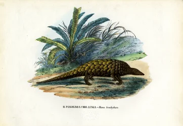 Kinesiska, 1863-79